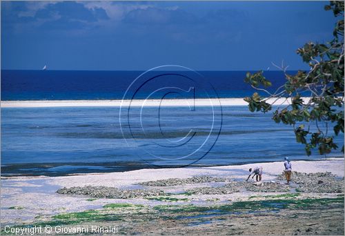 TANZANIA - ZANZIBAR  (Oceano Indiano) - Kizimkazi (estremit sud dell'isola) - la spiaggia durante la bassa marea