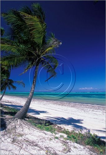 TANZANIA - ZANZIBAR  (Oceano Indiano) - Bwejuu - costa est - la spiaggia del Sunrise Hotel