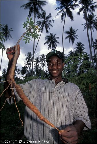 TANZANIA - ZANZIBAR  (Oceano Indiano) - coltivazione delle spezie all'interno dell'isola - manioca