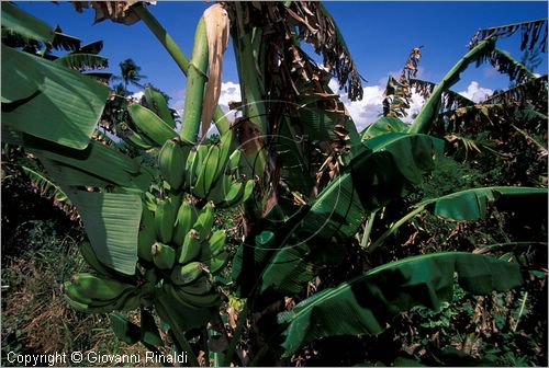 TANZANIA - ZANZIBAR  (Oceano Indiano) - banani